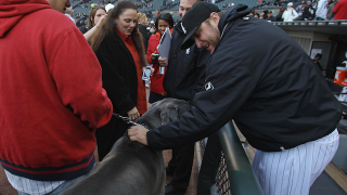 Mark Buehrle's Pit Bull Is Illegal In Toronto